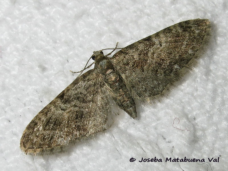 Eupithecia da id - Eupithecia abbreviata (cfr.), Geometridae